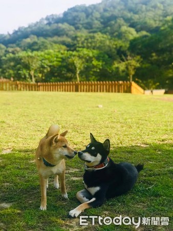 老婆住院17天返家，柴柴強行舌吻。（圖／飼主朱永祥提供，請勿隨意翻拍，以免侵權。）