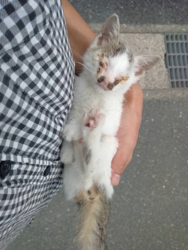 ▲▼日本網友匿名在2ch分享救援貓咪的故事。（圖／翻攝自2ch）