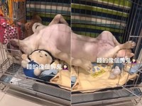 新北樹林1隻法鬥「財寶」這天不知道做了什麼大事業，竟然累壞睡到不省汪事，簡直就像路邊的酒醉大叔。