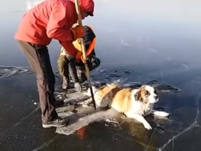 老狗「雙腿結凍成冰」！遭惡意棄養受困湖面　撐過零下10度一整夜