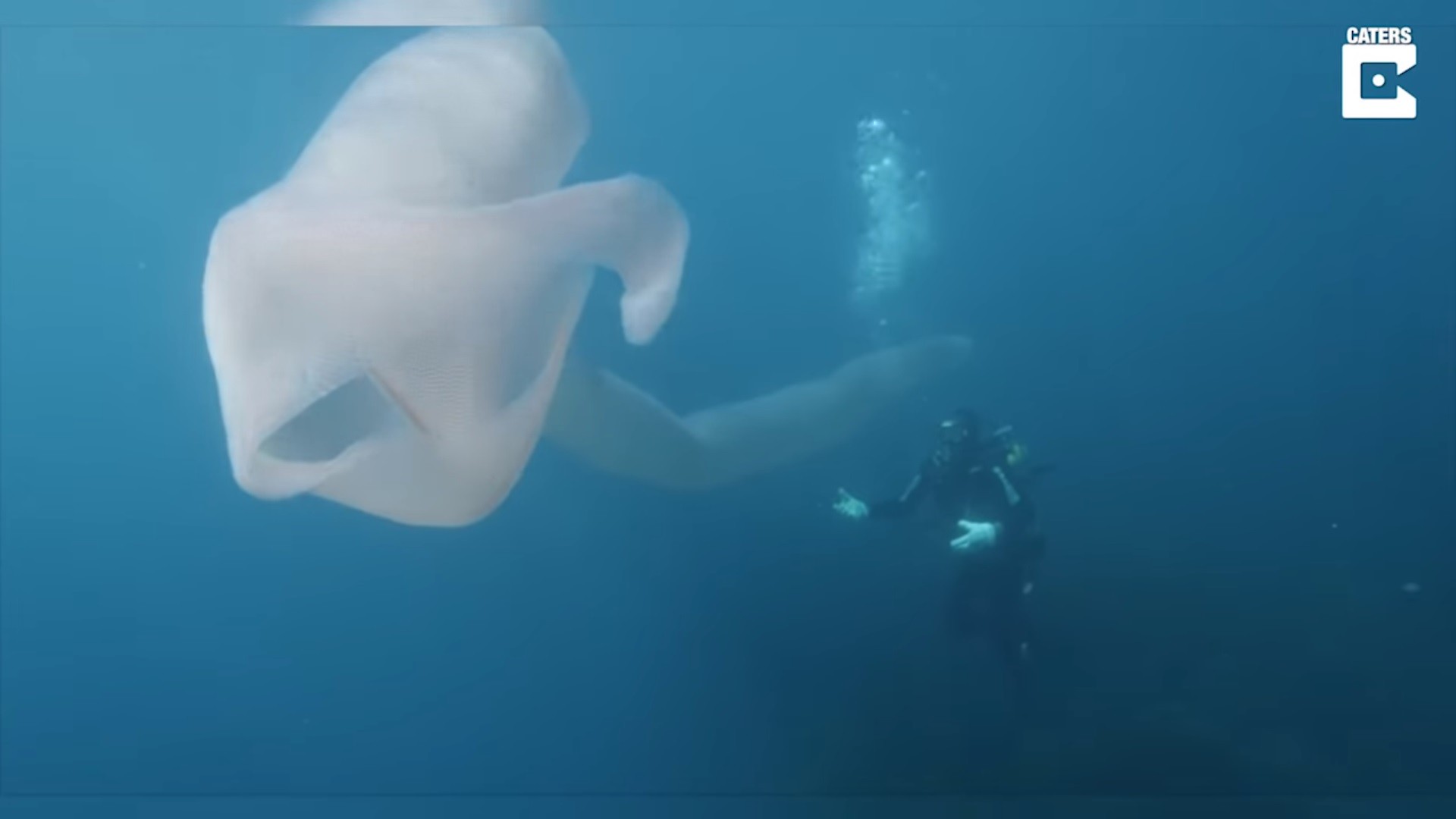 ▲▼紐西蘭東北海岸附近海域出現一隻約8公尺長的「巨型海怪」。（圖／翻攝自YouTube／Caters Clips）
