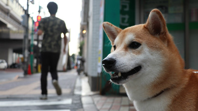 留遺產給毛小孩　日本「寵物信託」解老年擔憂　幫找新飼主養牠一輩子