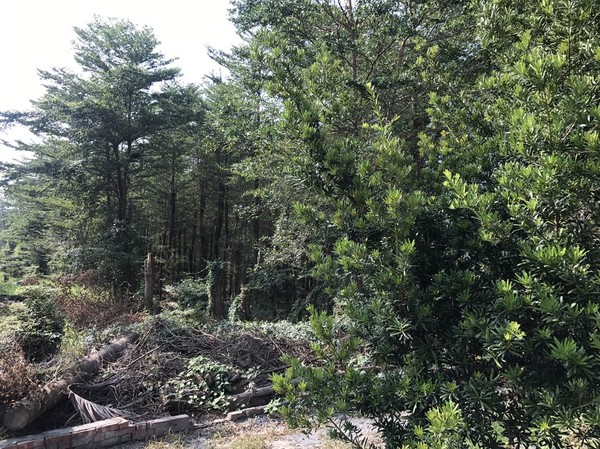 ▲▼蘇貞昌農地上茂密的樹 。(圖/蘇辦提供)