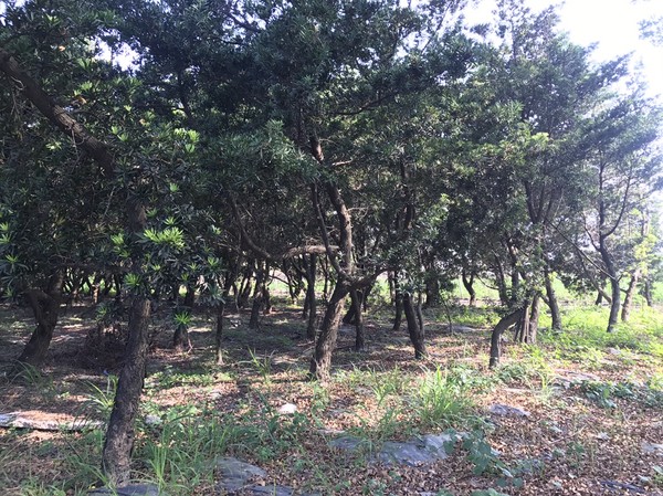 ▲▼蘇貞昌農地上茂密的樹 。(圖/蘇辦提供)