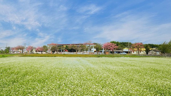 ▲彰化縣二林鎮蕎麥花田。（圖／網友范世麟提供，請勿隨意翻拍，以免侵權）