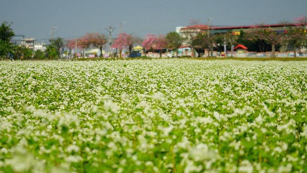 ▲彰化縣二林鎮蕎麥花田。（圖／網友范世麟提供，請勿隨意翻拍，以免侵權）