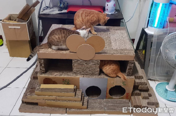 ▲飼主為家中貓咪打造「紙板宮殿」。（圖／網友朱蛋蛋授權提供）