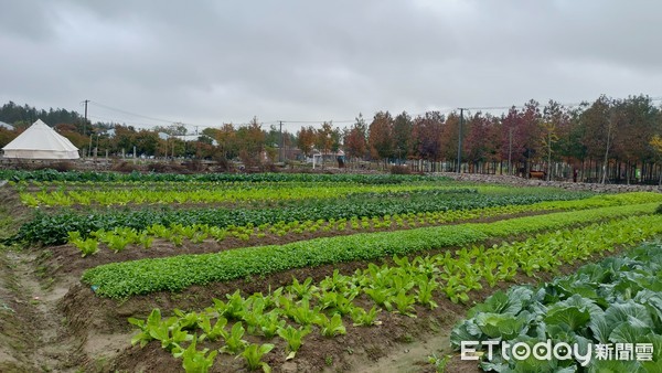 ▲▼崇明香朵開心農場。（圖／記者陳政錄攝）