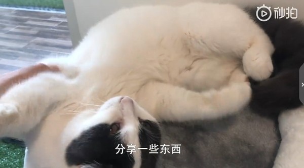 ▲廣州一間貓咪咖啡廳老闆是90後，放棄買房子開店。（圖／翻攝自廣州日報影片，下同）