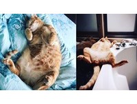 ▲敷黑面膜嚇壞喵皇「秒被巴掌伺候」　網笑瘋：臉上還有毛！（圖／網友Yung Ching授權提供）