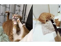 ▲敷黑面膜嚇壞喵皇「秒被巴掌伺候」　網笑瘋：臉上還有毛！（圖／網友Yung Ching授權提供）