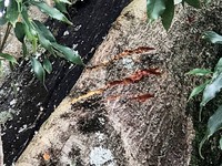 兩人再回頭查看黑熊棲息的樺樹，發現離地約8公尺處有2個以枝葉編造的熊窩，另外樹幹上有多處很深的爪痕，推測是黑熊昨晚在樹上睡了一頓安穩的覺，在2位巡山員執行任務時不幸被打擾到而驚嚇逃跑。