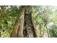 黑熊棲息的樺樹，發現離地約8公尺處有2個以枝葉編造的熊窩
