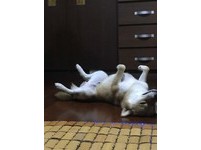 ▲柴柴求陪玩「超大力巴頭」。（圖／網友Princess Cindy授權提供）