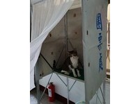 ▲▼「候選喵」躲圈票處「無辜囧臉」求支持　網萌翻：想投！（圖／網友徐小姐提供，請勿隨意翻拍，以免侵權。）