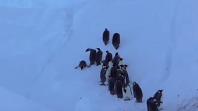 企鵝寶寶凍死冰坑！BBC紀錄片陷人性掙扎　打破原則「干涉自然界」