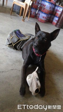 深夜遇2汪黏緊緊,暖爸霸氣收編。(圖/飼主陸家豪提供,請勿隨意翻拍,以免侵權。)