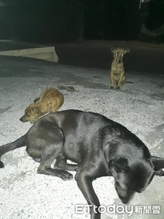 深夜遇2汪黏緊緊,暖爸霸氣收編。(圖/飼主陸家豪提供,請勿隨意翻拍,以免侵權。)