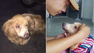 18歲癌犬「嘴流膿翻垃圾」只受16天疼愛　愛媽：忘不了牠走前的眼神