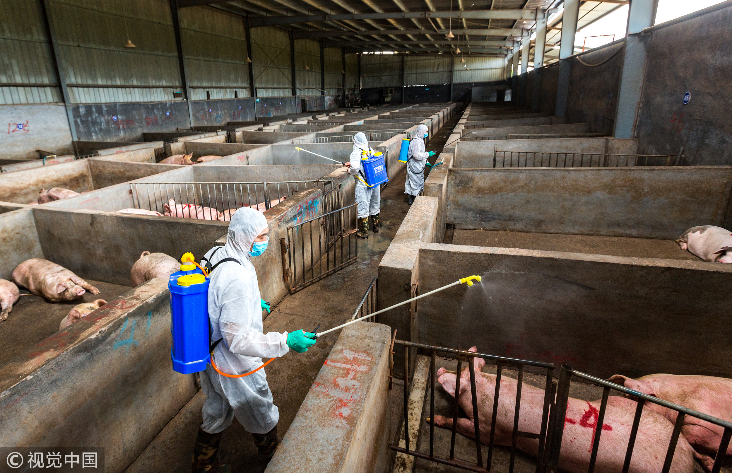 ▲▼為防治非洲豬瘟，大陸多地的養豬場加強消毒措施。（圖／CFP）