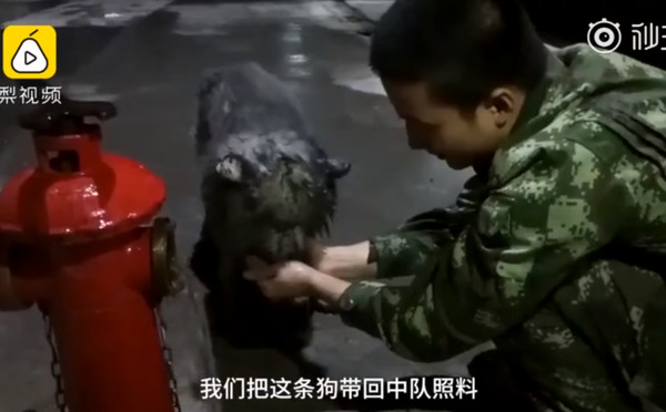 ▲▼火災救出黑色薩摩耶。(圖/翻攝自梨視頻)