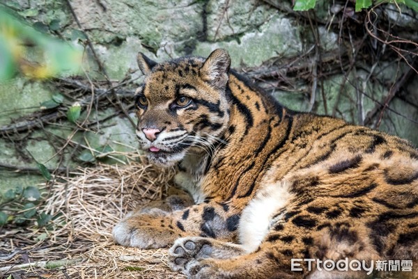 雲豹奶奶雲新辭世。（圖／台北市立動物園提供）