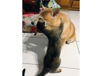 ▲柴洗澡完被3貓圍著吸　「抱頭大絕招」讓牠問號：我是貓草嗎？。（圖／有點毛毛的／李亞亞提供）