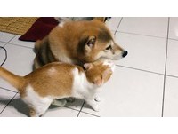 ▲柴洗澡完被3貓圍著吸　「抱頭大絕招」讓牠問號：我是貓草嗎？。（圖／有點毛毛的／李亞亞提供）