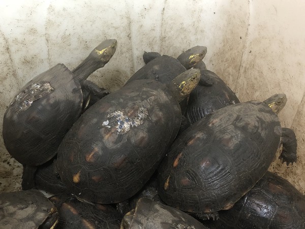 ▲警方查獲七十九隻非法飼養的食蛇龜。（圖／記者鄭有財翻攝）