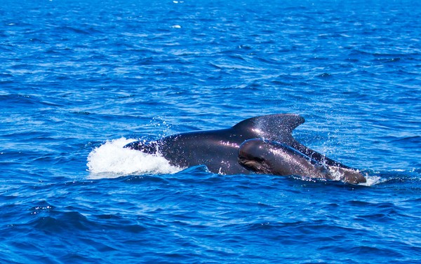 ▲▼領航鯨，鯨魚，pilot whale。（圖／取自免費圖庫pixabay）