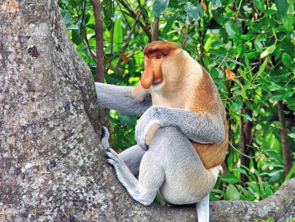 ▲猴界情聖「長鼻猴」只有在婆羅洲才看得到的（圖／五福旅遊提供）