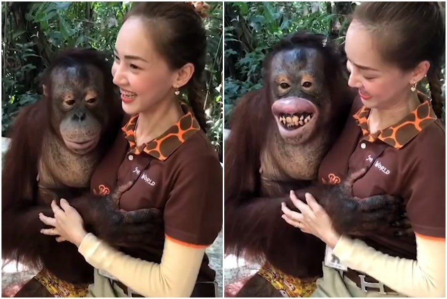 ▲泰國曼谷沙法里野生動物園（Safari World）一隻猩猩揉捏正妹的胸部。（圖／翻攝自YouTube）