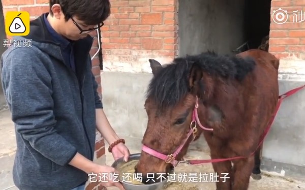 南京小哥救馬。（圖／翻攝微博@开心萌宠训练一接生婆）
