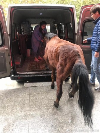 南京小哥救馬。（圖／翻攝微博@开心萌宠训练一接生婆）