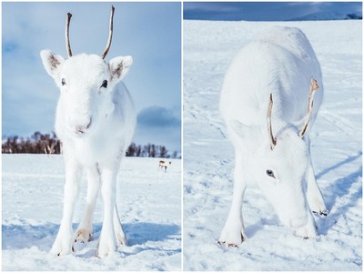 攝影師野外撞見「稀有純白小馴鹿」　在雪地撇眼就看不到啦