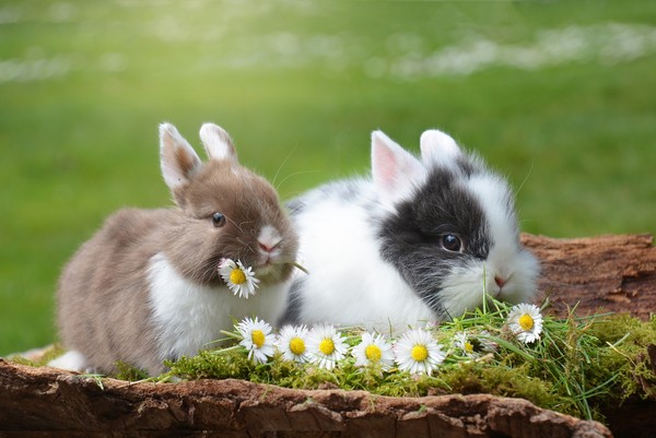 ▲▼復活節兔,兔子,小兔子,兔。（圖／免費圖庫pixabay）