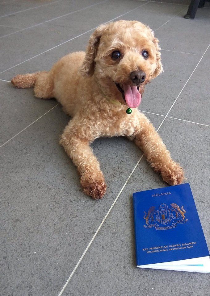 ▲▼馬來西亞　狗狗身分證。（圖／臉書Jax Ong）
