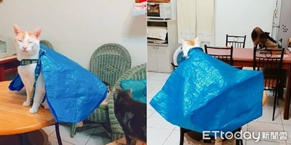 ▲▼聖上脖套「IKEA購物袋→藍色披風」瞇眼趴桌：I`m Batman（圖／網友Bibi Kuan‎授權，請勿隨意翻拍，以免侵權。）