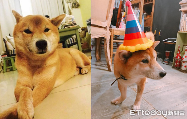 ▲▼把14年愛犬刻劃身上！柴柴蹲地放屎　厭世刺青圖笑翻網友。（圖／網友鍾英騰提供）