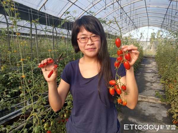 ▲留日學漫畫畢業返鄉務農　變成美味玉女蕃茄達人。（圖／記者陳崑福翻攝）