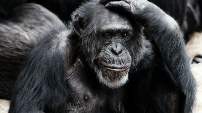 參觀動物園遇上「猩猩激情吞吐」　父母邊笑邊摀住小孩眼睛