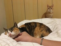▲▼休息站翻廚餘…「吐舌花花」首次「有床過冬」翻肚呼嚕（圖／網友劉炘提供，請勿隨意翻拍，以免侵權。）