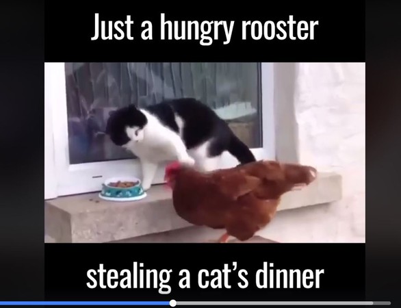 ▼網友在網路上發出一段貓咪和雞搶飼料大戰影片，網友紛紛爆笑「貓竟輸給雞？」。（圖／翻攝臉書UNILAD）