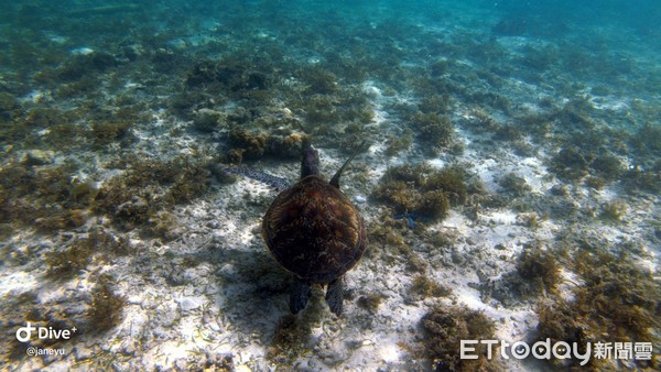 ▲▼宿霧跳島浮潛，追海龜、看沙丁魚風暴（圖／記者賴文萱攝）