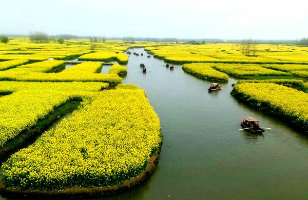 ▲中國油菜花海▼             。（圖／鳳凰旅遊提供）