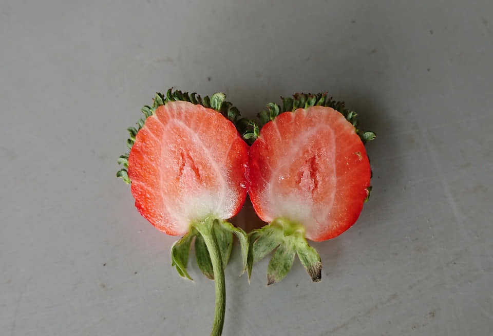 ▲▼大湖友莓農發現「長頭髮」的草莓。（圖／徐姓網友提供）