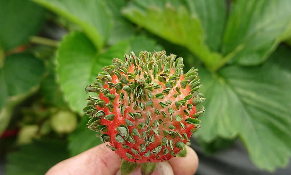 ▲▼大湖友莓農發現「長頭髮」的草莓。（圖／徐姓網友提供）