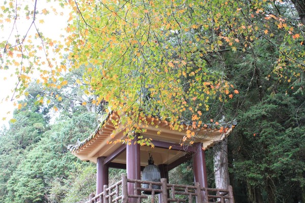 ▲阿里山首推「紅色聖誕列車」。（圖／林務局阿里山林業鐵路及文化資產管理處提供）