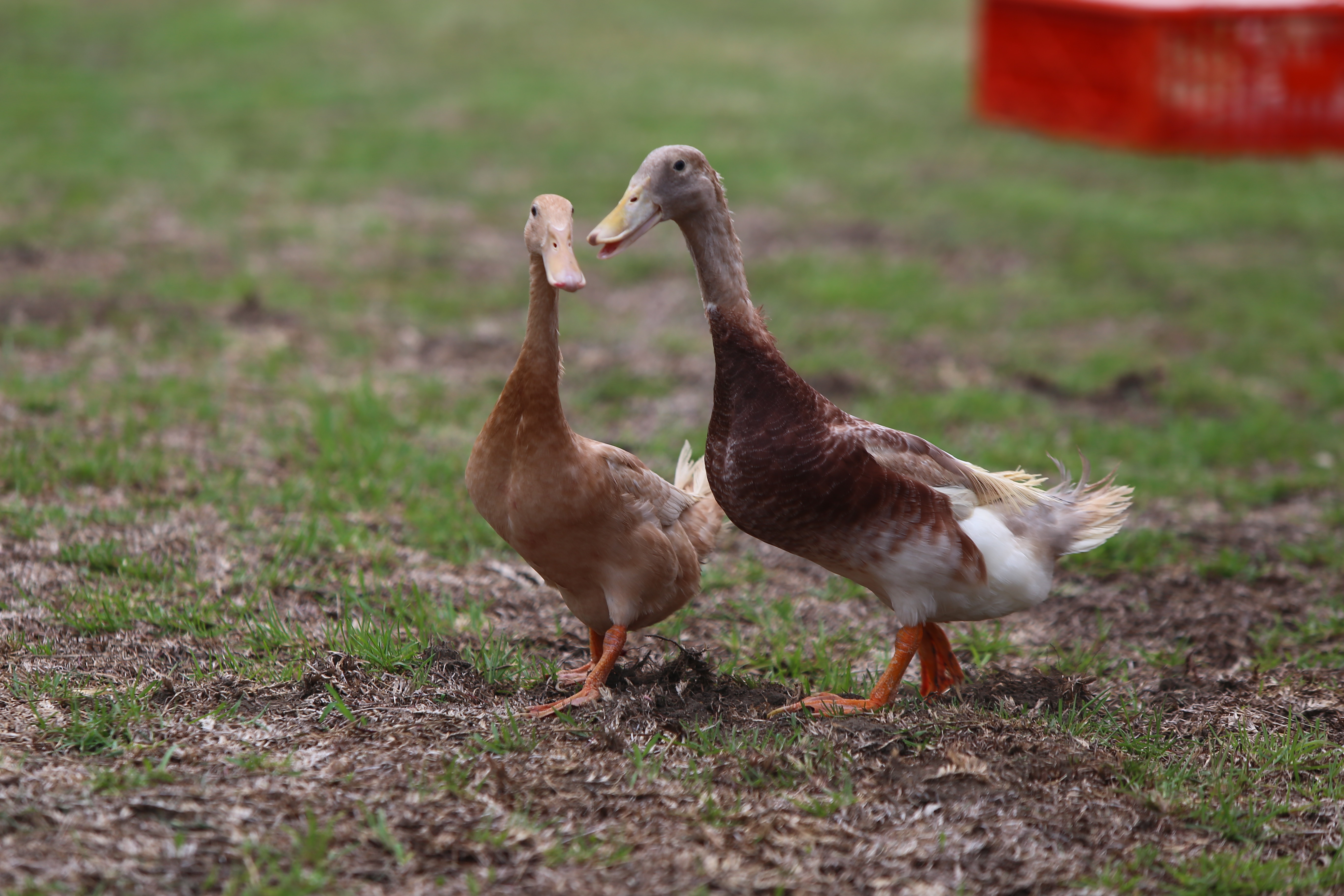▲▼褐色菜鴨高飼效品系母鴨（左）及公鴨（右）。（圖／農委會提供）