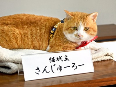 挺過暴雨災難！橘貓受封為日本「大城主」　人類家臣鋪紅地毯歡迎